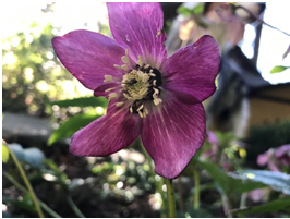 Helleborus flower