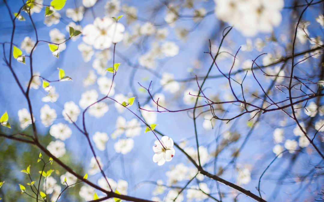 winter buds